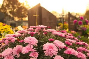 Pretty pink flowers in foreground with headstone in background