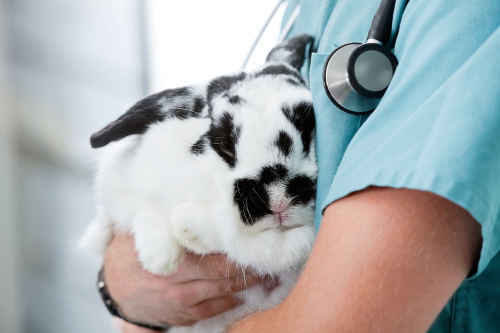 Vet holding a black and white bunny