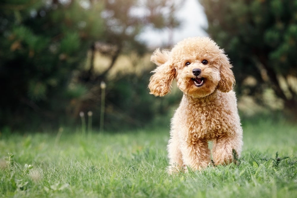 Small fluffy brown dog running in green grass
