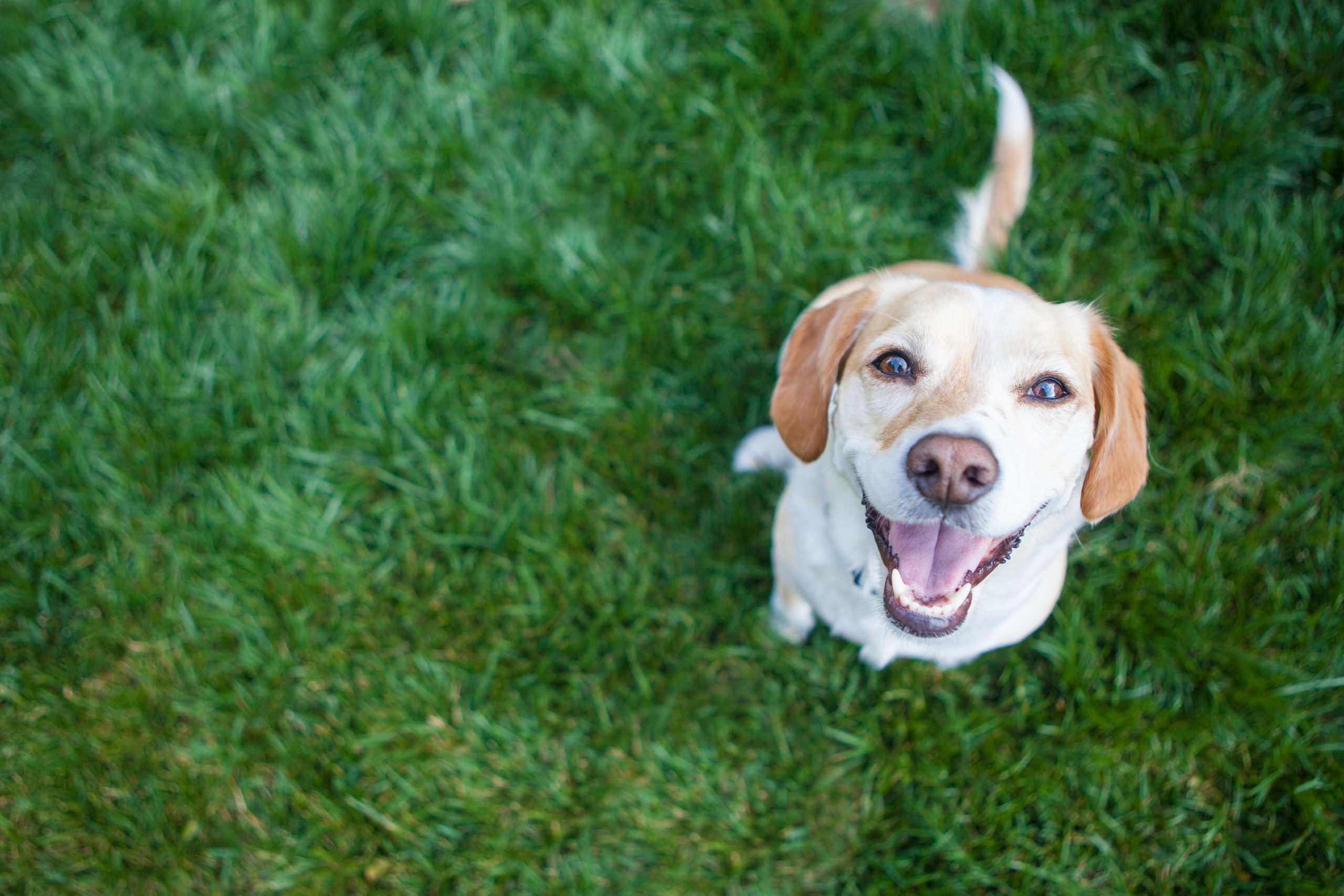 Protect Your Pet: 4 Steps to Create an Estate Plan for Your Pet