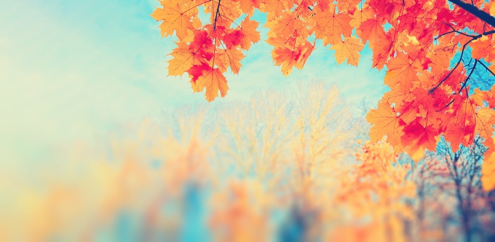 7 Ways to Decrease Thanksgiving Stress When You’re Grieving