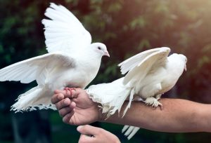 White doves for a release ceremony