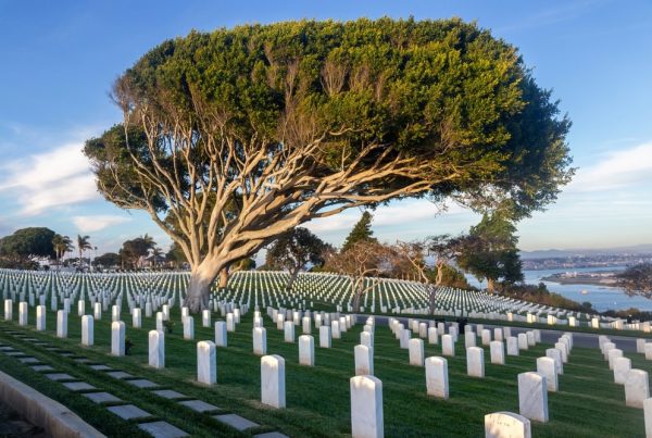 Large, beautiful tree in a national cemetery