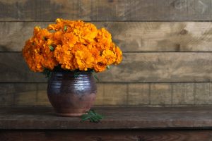 Marigolds in clay vase against wooden wall