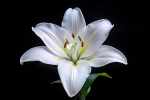 White lily on black background