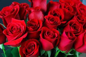 Bouquet of red roses with glimpse of green stems