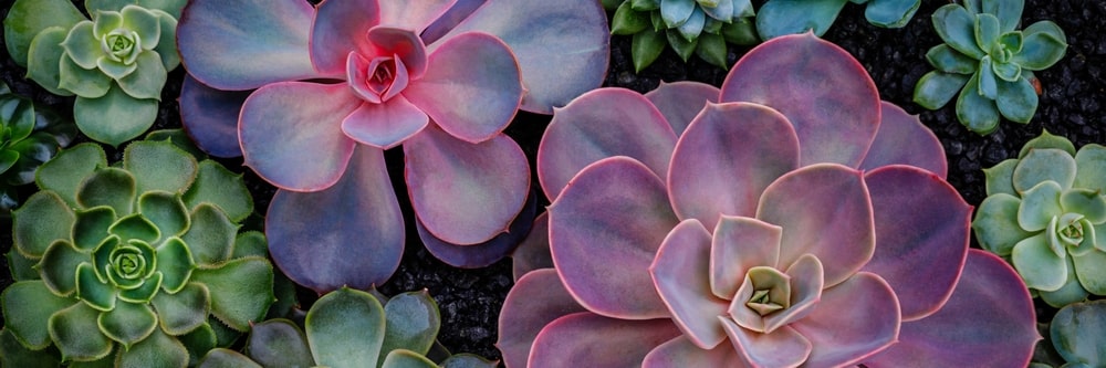 5 Ways Gratitude Builds Resilience After Loss