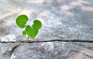 Plant showing resilience by growing in the crack of concrete