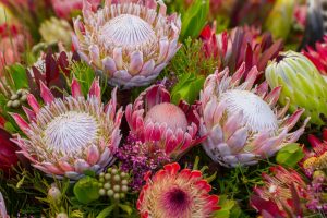 A bunch of vibrant King Protea flowers