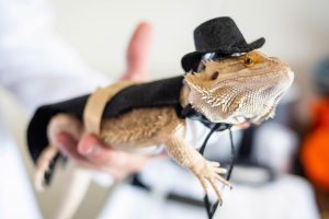 Lizard in a top hat and a cape