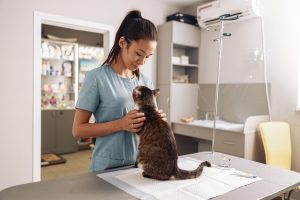 Female vet examining a cat