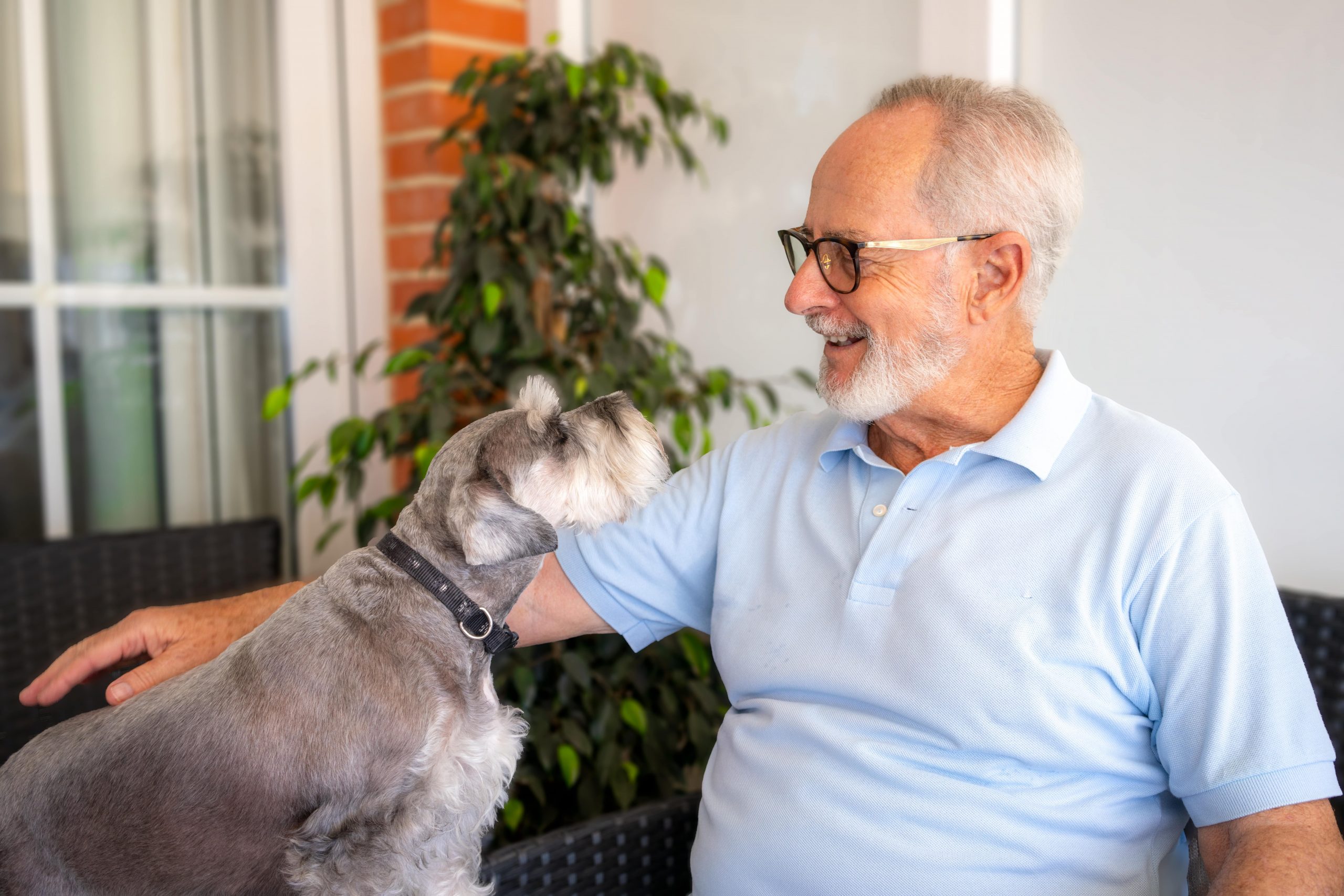 Older man in a blue shirt smiling at a schnauzer