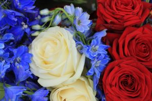 Red, white, and blue flowers