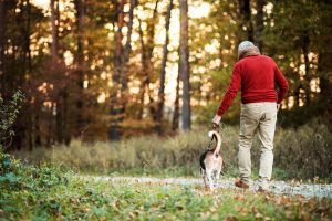 Man and dog talking a peaceful walk in park