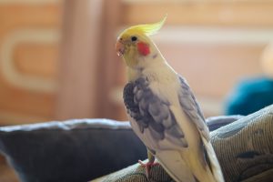 yellow cockatiel