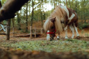 miniature horse grazing