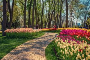 A field of tulips in a park