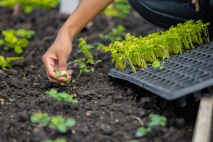 Person planting new plant shoots in dark soil