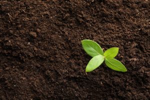 New green growth of a plant in dark soil