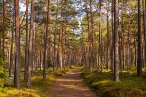 Dirt walking path through a forest of trees with blue sky above