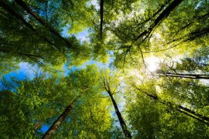 Looking up at the top of green trees with slivers of blue sky beyond