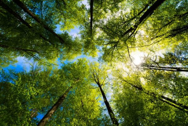 Looking up at the top of green trees with slivers of blue sky beyond