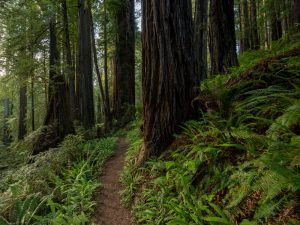 A trail winding through lush, green plants and tall trees