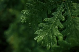 Close-up of leaves wet with rain or dew