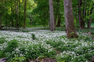 Forest scene with white wildflowers flourishing on the forest floor