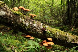 Mushrooms growing along moss-covered tree