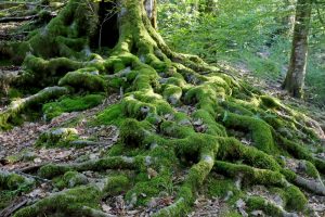 Moss-covered tree in forest with a complex root system