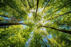 Looking up at top of green trees with pieces of blue sky visible