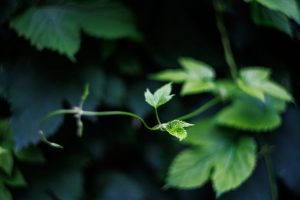 Close-up on leaves on a bush