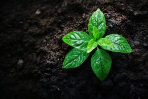 Young, green shoot resting in dark soil
