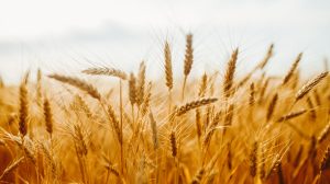 field of wheat waving in the breeze