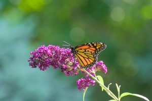 An orange butterfly sitting on a purple flower.
