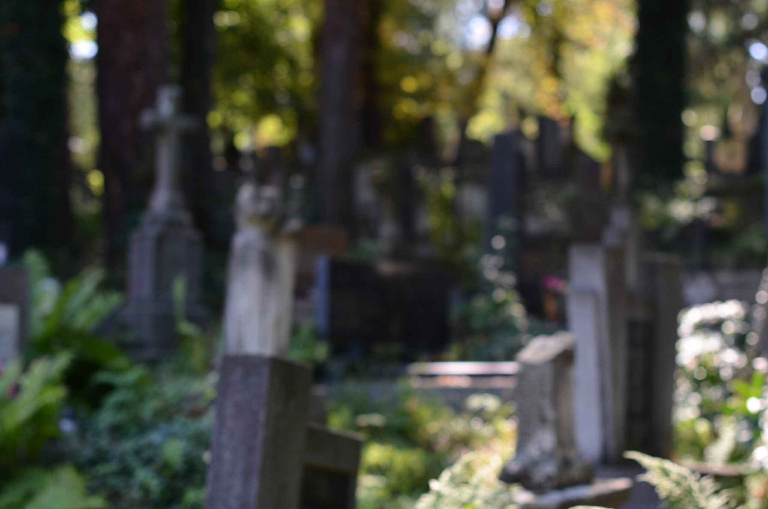 shadowed cemetery with headstones and tall trees, blurred image