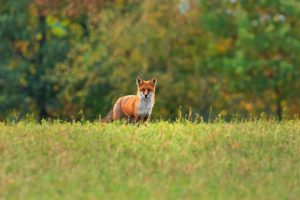 A fox in a field
