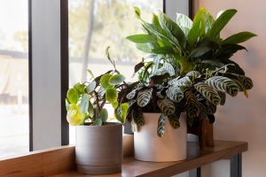 Indoor plants on a shelf