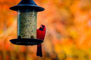 A cardinal resting at a birdfeeder