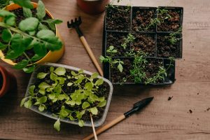 A small indoor garden