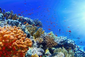 Underwater coral reef with colorful natural habitat and fish